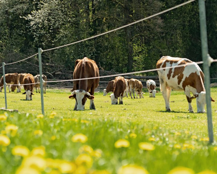 Berls Kühe im Sommer auf der Weide mit frischen Kräutern