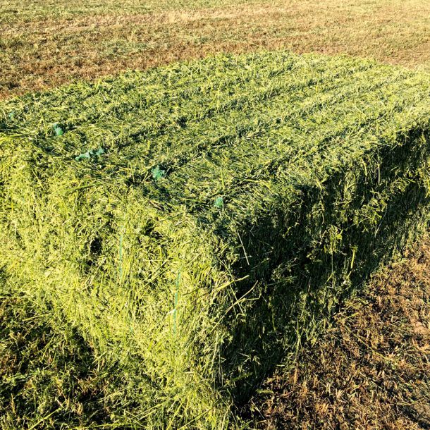 Biomilchhof Berl – Heuballen als Futter für die Kühe im Winter