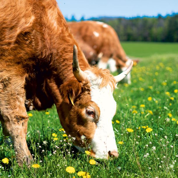 Biomilchhof Berl – Kühe auf der Weide im Sommer