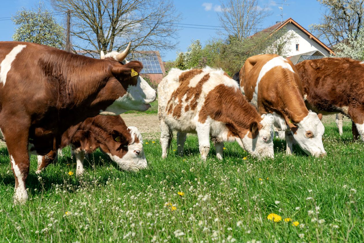 Kühe im Sommer auf der Weide