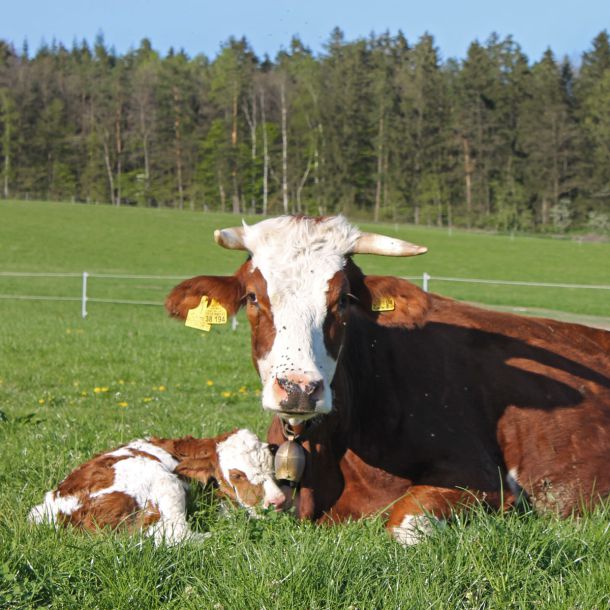 Kalb mit Mutter auf der Weide im Sommer