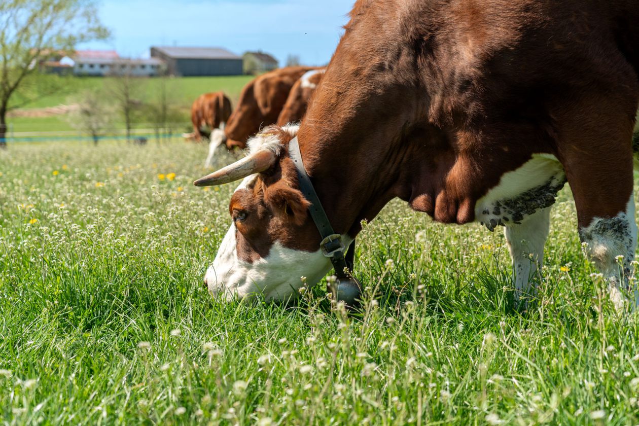 Biomilchhof Berl: Kühe auf der grünen Wiese im Sommer