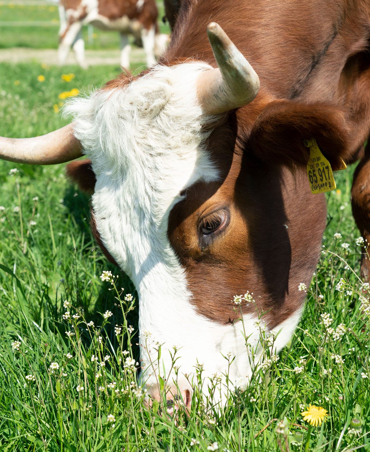 Biomilchhof Berl – Kuh auf der Wiese im Sommer