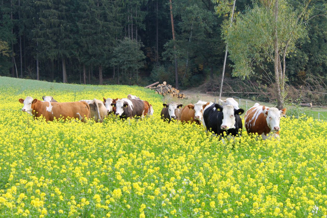 Berls Milchkühe auf der Weide