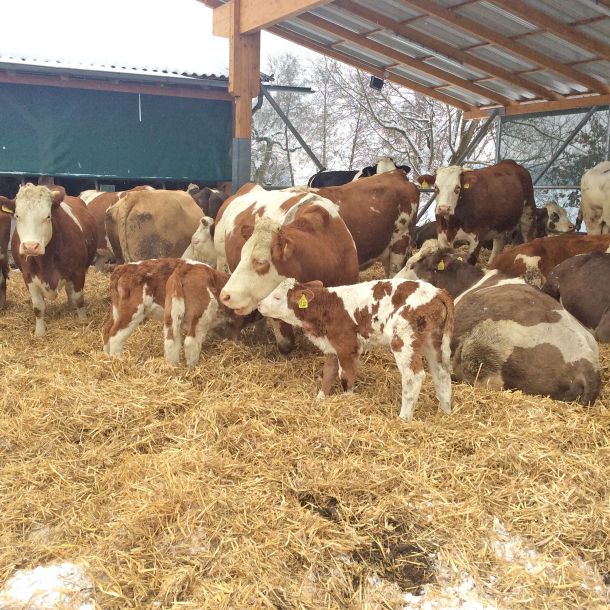 Biomilchhof Berl: Kälber mit Mutterkühen im Aussenstall im Winter