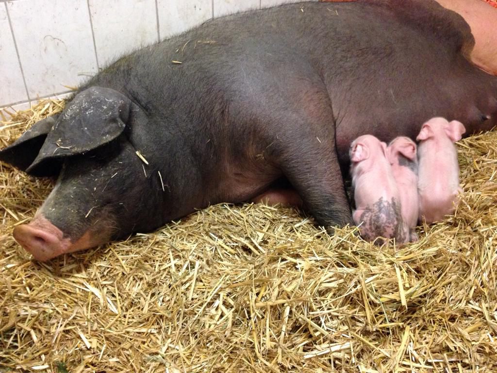 Drei neue Schweinchen auf dem Biobauernhof Berl
