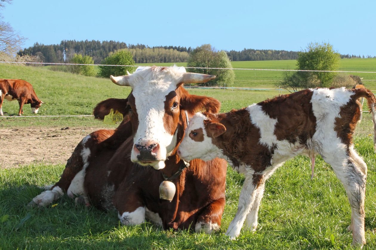 Mutter- und ammengebundene Kälberhaltung