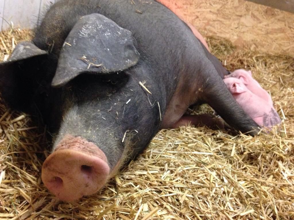 Mama Sau mit den drei kleinen Schweinchen auf dem Biobauernhof Berl