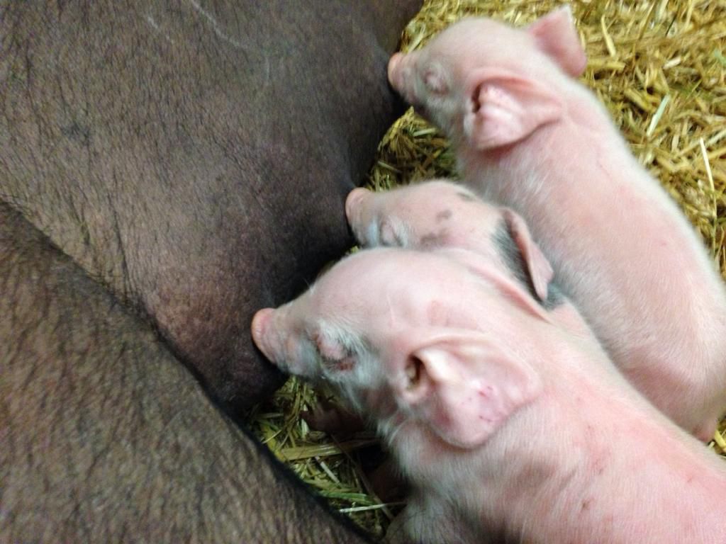 Nachwuchs bei den Schweinen auf dem Biobauernhof Berl